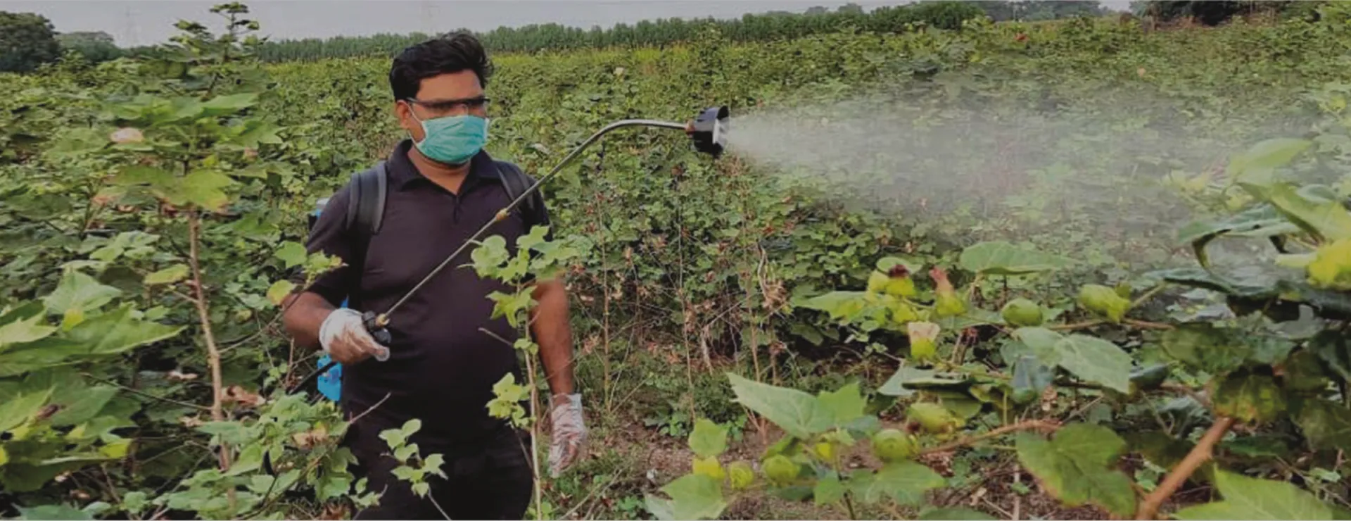 Farmer spraying a crop using an ALAP battery-operated knapsack sprayer
