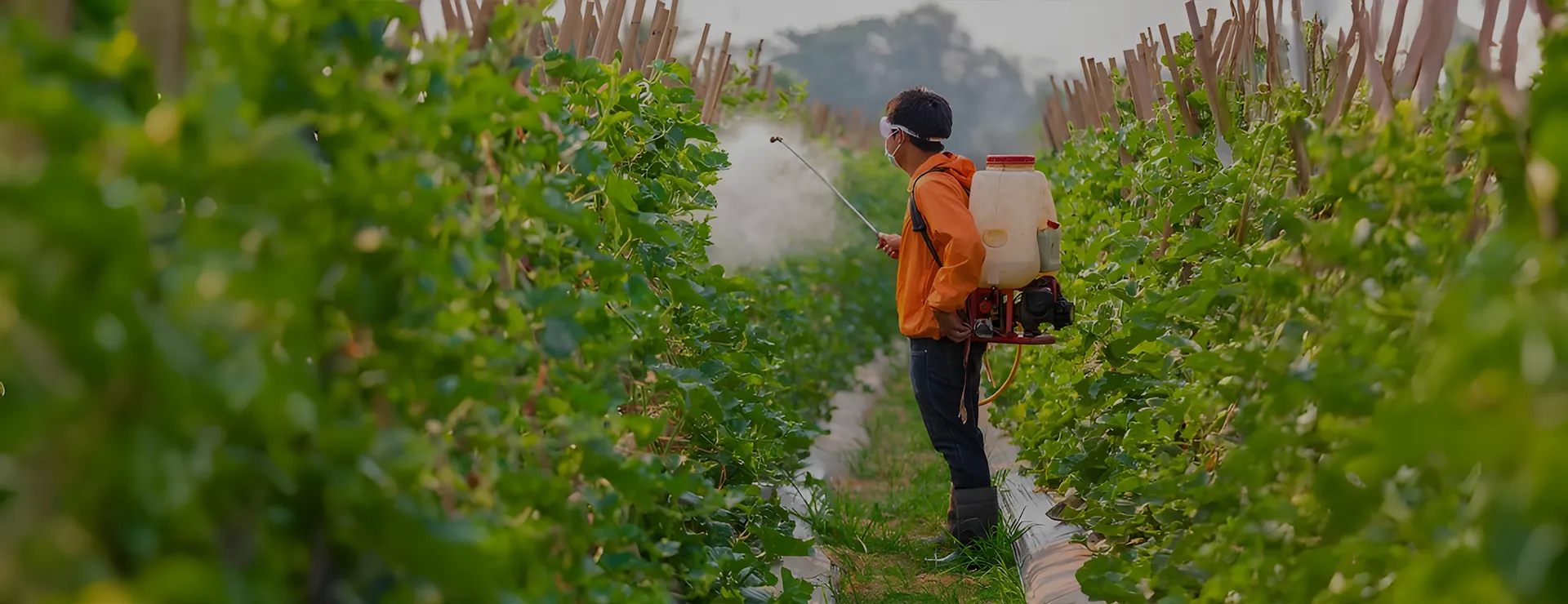 Farmer spraying a row crop with an ALAP backpack power sprayer